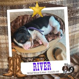 River - Black white and tan male English Springer Spaniel puppy in Albany, Minnesota from Farm Fresh Labradors & English Springers