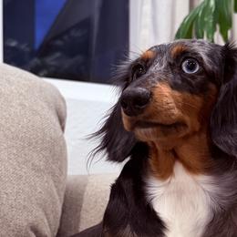 Dachshunds from Royal Dachshunds
