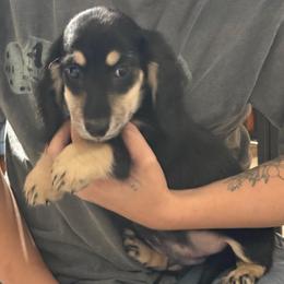 Pete - AKC - 2750 - Black and cream male Dachshund puppy in Shawnee, Oklahoma from Magic Eagle Miniature Dachshunds