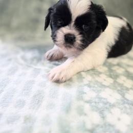 Jack - Black and white male Shichon puppy in Ronda, North Carolina from Willow River