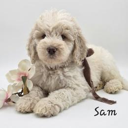 Sam - Lemon and white male Springerdoodle puppy in Fargo, North Dakota from Dakota SpringerDoodles