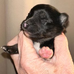 Girl - Black and white female Pomsky puppy in Leesburg, Virginia from Capital Pomsky
