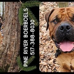 Boerboels from Pine River Boerboels