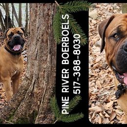 Boerboels from Pine River Boerboels