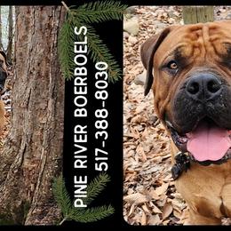 Boerboels from Pine River Boerboels