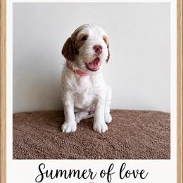 Lucy - Cream female Goldendoodle puppy in Frostproof, Florida from Lover Dover Doodles