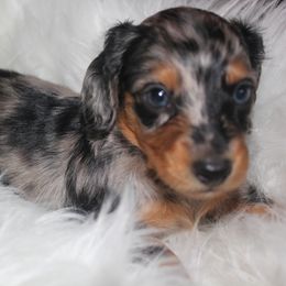Dachshund Puppies from Callaway Country Dachshunds