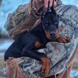 Katana - Black and rust female Doberman Pinscher puppy in China Township, Michigan from Snell's Superior Kennel Dobermann & GSP