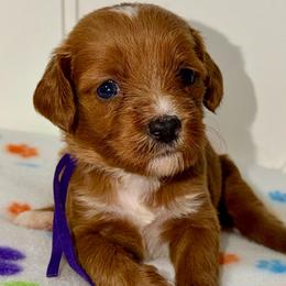 Gale - Red  female Goldendoodle puppy in Beecher, Illinois from Erica’s Doodles