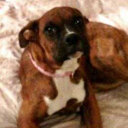 Daisy - Boxer