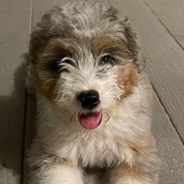 Aussiedoodles and Goldendoodles from Bar W Doodles