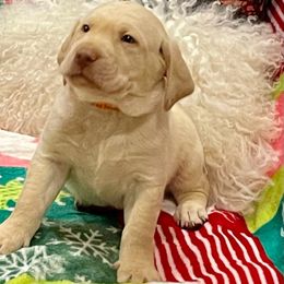 Dachshund and Labrador Retriever Puppies from Honeydew Ranch