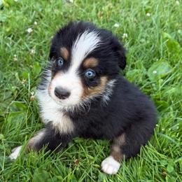 Yukon - Black tri-color male Australian Shepherd puppy in Altmar, New York from E&C Australian Shepherds