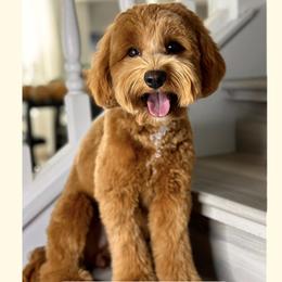 Luna - Australian Labradoodle