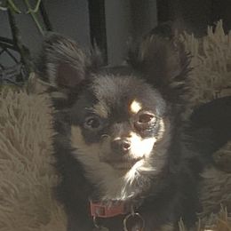 Fancy - Chihuahua