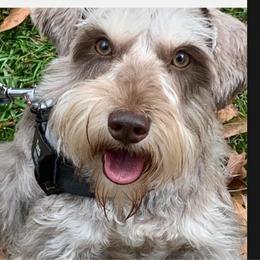 Coco - Miniature Schnauzer