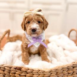Marcie - Red female Bernedoodle puppy in Sulphur, Louisiana from Curly Q’s Of Carlyss