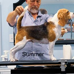 Summer - Beagle