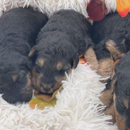 Airedale Terrier, Lakeland Terrier, and Welsh Terrier Puppies from Anne's Pups