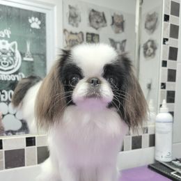 MILKA - Japanese Chin