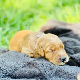 Sky - Light golden female Golden Retriever puppy in Santa Ana, California from American Golden Retrievers