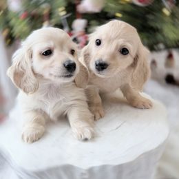 Wendy - Cream female Dachshund puppy in Richmond, Virginia from Irresistible Dachshunds & Cavaliers