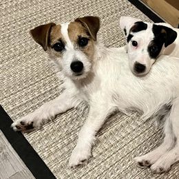 Russell Terriers from Lazy Z Ranch