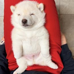 Ivan - Cream male Shiba Inu puppy in Trenton, Nebraska from Prairie Shibas