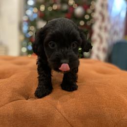 Havanese and Havapoo Puppies from Ladypawspuppies