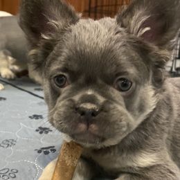 Rose - Blue French Bulldog puppy in Palmdale, California from Tickled Frenchies