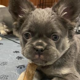 Rose - Blue French Bulldog puppy in Palmdale, California from Tickled Frenchies