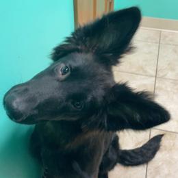 German Shepherd Puppies from Morris German Shepherds