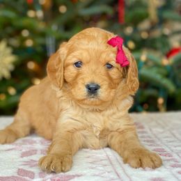 Cavalier King Charles Spaniel and Cavapoo Puppies from Red Skye Cavaliers and Cavapoos