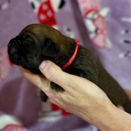 Red Collar - Fawn female Cane Corso puppy in Paris, Texas from Knucklehead Cane Corso