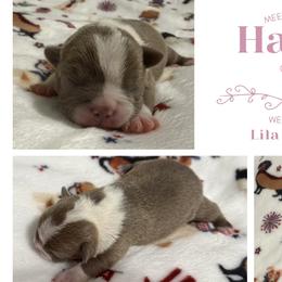 Harley - Lilac female Boston Terrier puppy in El Paso, Texas from Little Mister and Little Miss Boston Terriers