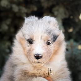 Nova - Blue merle and white female Shetland Sheepdog puppy in Windsor, Colorado from Shirehill Shelties