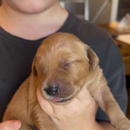 Black - Dark golden female Golden Retriever puppy in Smithfield, Utah from Golden Palms Puppies