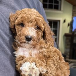 Charlie - Red  male Poodle puppy in Cabool, Missouri from Rafter B Farms