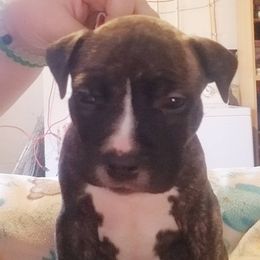 American Pit Bull Terrier Puppies from Kaotic APBTs
