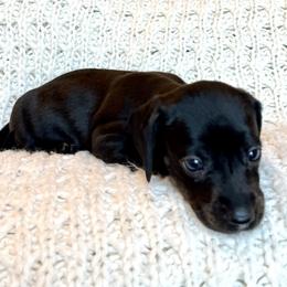 Boy 1 - Black and tan male Dachshund puppy in Hollidaysburg, Pennsylvania from Weenie Bros