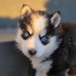 Haylo - Black and white male Pomsky puppy in Coatesville, Pennsylvania from Peaceful Pomskys