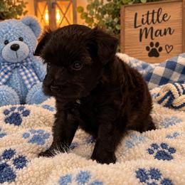 Sable Boy - Black male Miniature Schnauzer puppy in San Augustine, Texas from My Little Schnauzer Pals