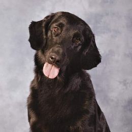 Adeline - Flat-Coated Retriever