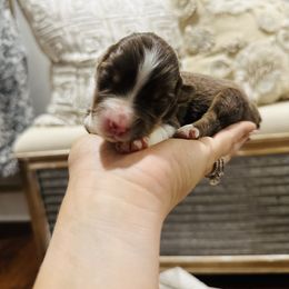 Australian Shepherd and Goldendoodle Puppies from Full House Farm