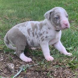 Black collar female - Blue merle female Catahoula Leopard Dog puppy in Gadsden, Alabama from Rich Cat’s