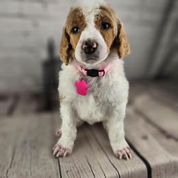 Ruby - Apricot female Poodle puppy in Mcbain, Michigan from Northern Creek