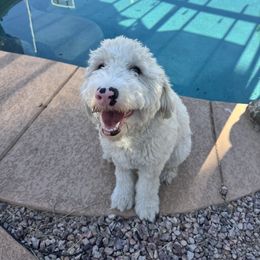 Assorted Doodle Crosses and Newfypoo All Grown Up from Arizona Doodle Trails