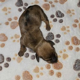 Girl 1 - female Dachshund puppy in Shippensburg, Pennsylvania from Koser’s Miniature Dachshunds