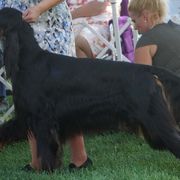 Gordon Setters from Raritan Gordon Setters