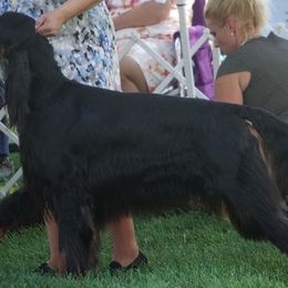 Gordon Setters from Raritan Gordon Setters